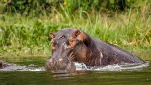 Image result for African Predators vs Predators