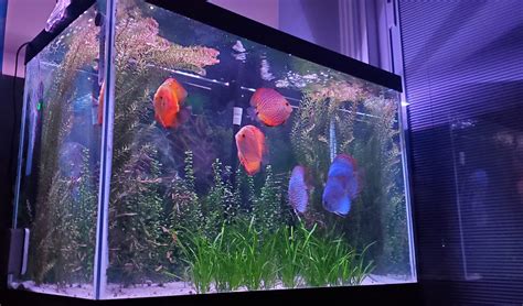 Rezultat imagine pentru Discus Tank Setup