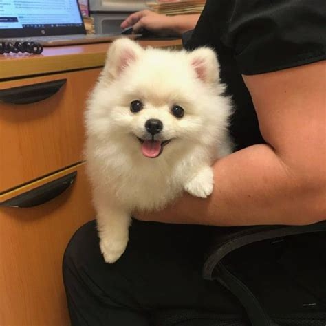 New Client Form | Paws 2 Help