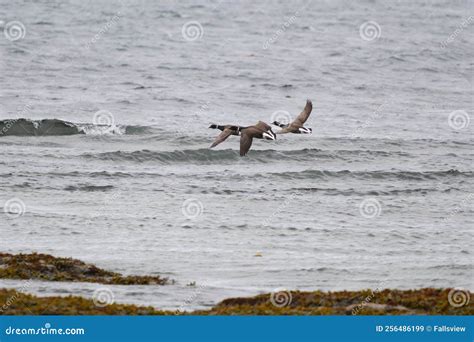 Brant Flying and Looking for Food at Seaside Stock Image - Image of ...