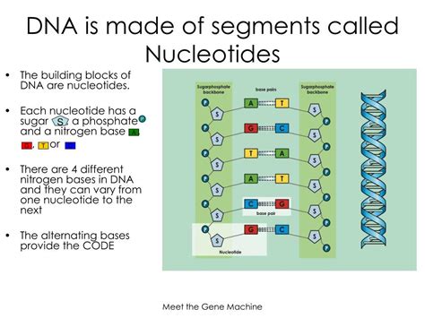 Genetics Background 的图像结果