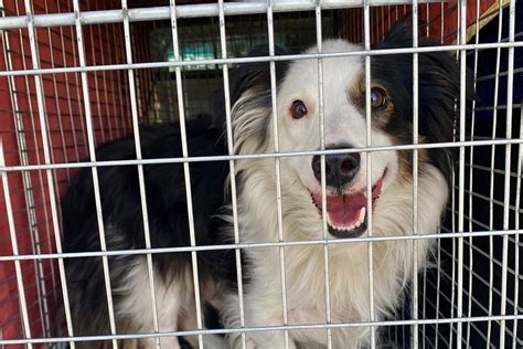 Cheyenne Animal Shelter - Laramie Live