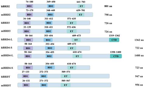 A Review of the Bromodomain and Extraterminal Domain Epigenetic Reader ...