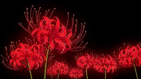 spider lilly | Tokyo ghoul flower, Anime flower, Tokyo ghoul