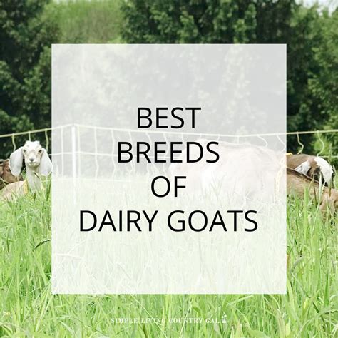 Dairy Goat Breeds | Simple Living Country Gal