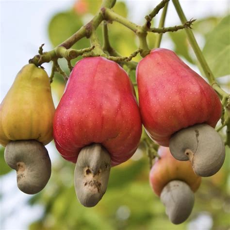 Cashew Nut Fruit Tree