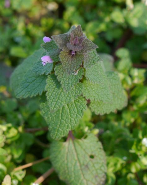 Purple dead nettle | Identify that Plant