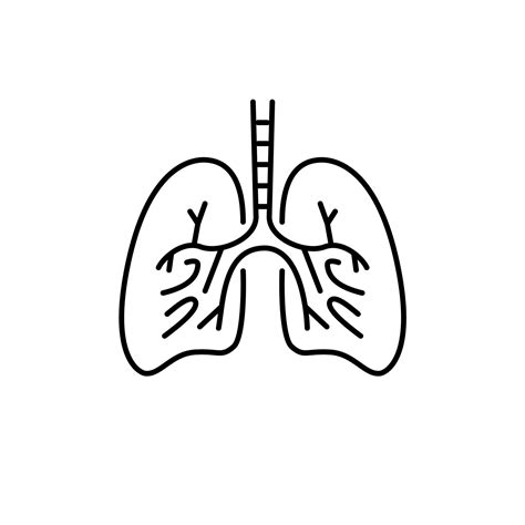 Outline lungs design silhouette. Logo design. Hand drawn minimalist lungs 13709853 Vector Art at ...