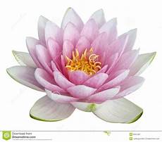 fior di lotto lotus flower stock image image of bloom fior di lotto lotus flower stock image image of bloom