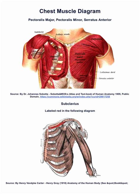 Chest Muscle Diagram