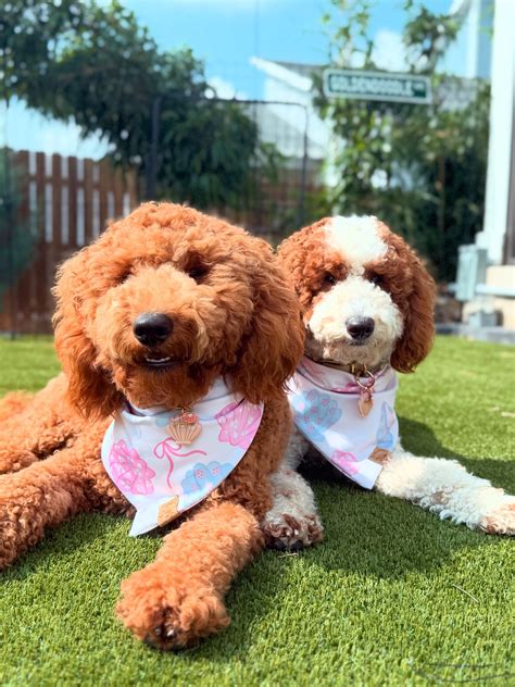 𝓑𝓻𝓲𝓮 & 𝓑𝓮𝓵𝓵𝓮 | 𝗹𝗶𝘁𝘁𝗲𝗿𝘀𝗶𝘀𝘁𝗲𝗿𝘀 (@keepingupbrieandbelle) • Instagram photos and videos