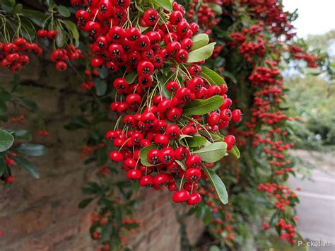 Google Pixel 5 Phone 的图像结果