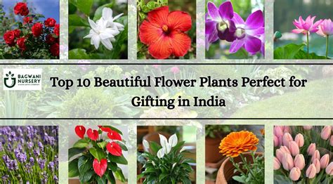 10 Beautiful Flower Plants Perfect for Gifting in India – Bagwani Nursery