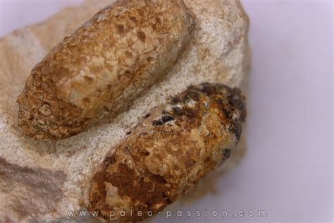 Equicalastrobus upper Eocene Western Sahara, rio del oro Region of ...