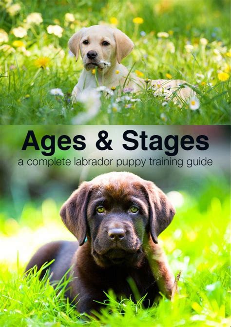 training a puppy guide