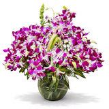 Velvet Aura – May Flower