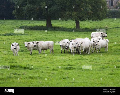 British White Cattle in the English countryside Stock Photo - Alamy