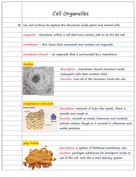 Cell Organelles Notes - Rguhs - Cell Organelles O: We will continue to ...