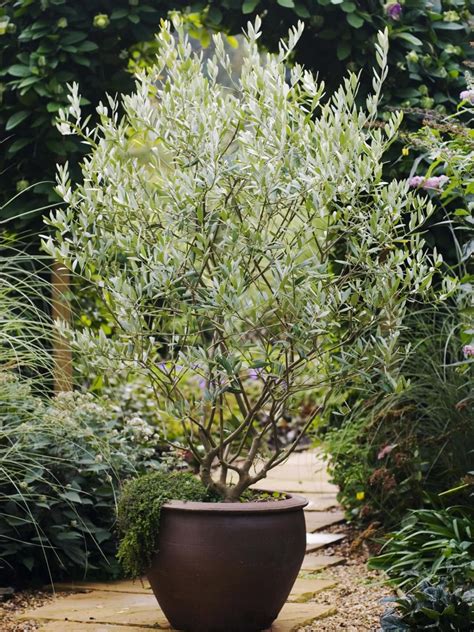 Potted Olive Tree