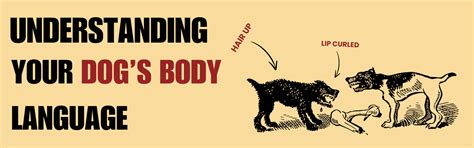 Understanding Your Dog’s Body Language – K9 Vitality