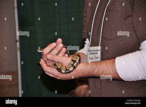 Image result for Baby Python Handling