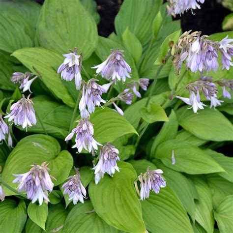 What To Do With Hostas After They Bloom