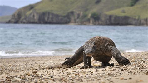 Komodo dragons have become endangered species due to climate change