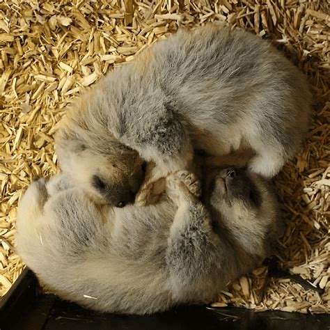🔥 This is how nature's one of the most bloodthirsty and vicious predators - wolverines look like ...