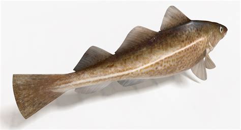 Cod Animation 的图像结果