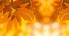 Fall Backgrounds Powerpoint by Backgrounds Fall Wallpaper Cave Fall Backgrounds Powerpoint