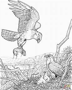 kinder malvorlagen adler adler ausmalbilder sch 246 n ausmalbilder adler malvorlagen kinder malvorlagen adler adler ausmalbilder sch 246 n ausmalbilder adler malvorlagen