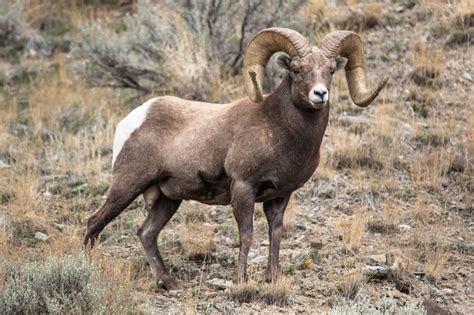 Bighorn Sheep Free Stock Photo - Public Domain Pictures