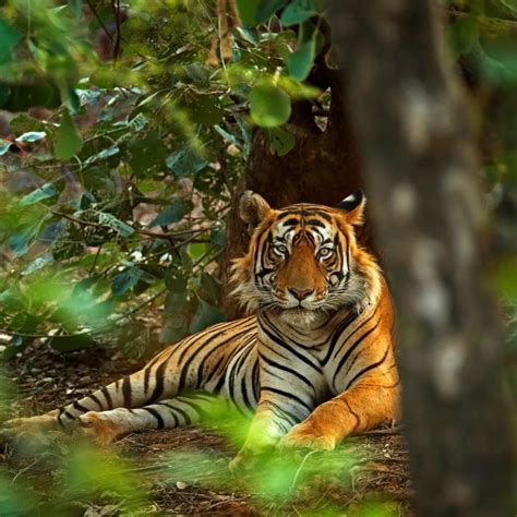 International Tiger Day 2023