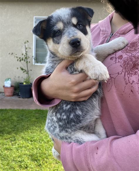 Australian Cattle Dog Puppies For Sale | Manteca, CA #326707