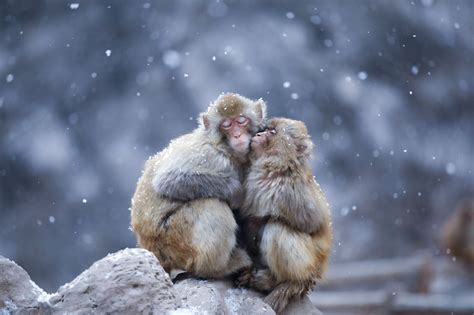 抱团取暖 - | Animals, Photo, Monkey