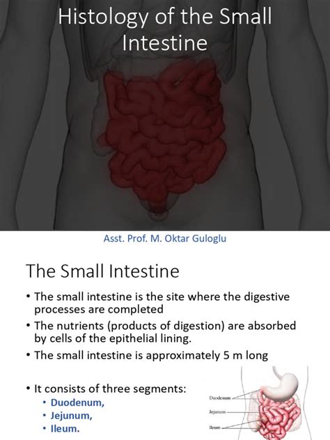 Image result for Small Intestine Lymph Nodes