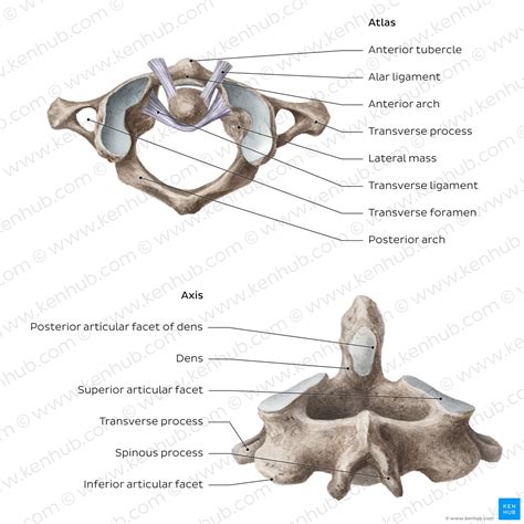 Vertebral Column: Anatomy, vertebrae, joints & ligaments | Kenhub