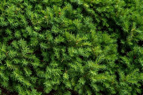 Japanese Yew Plant