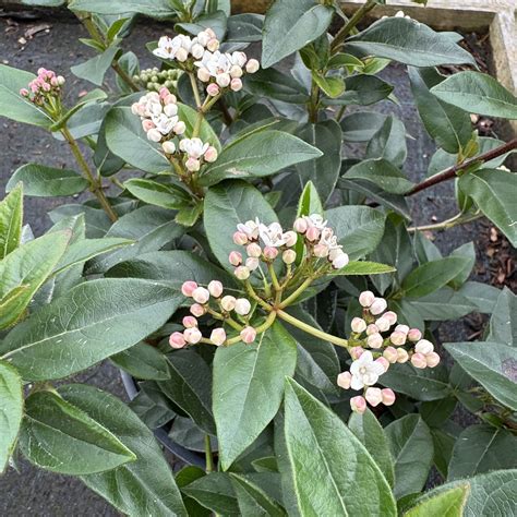 Buy Viburnum tinus Plants - 3L / 5L Pots Delivered | Horticulture.co.uk