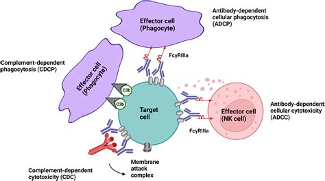 Frontiers | Antibody-mediated cell depletion therapies in multiple sclerosis