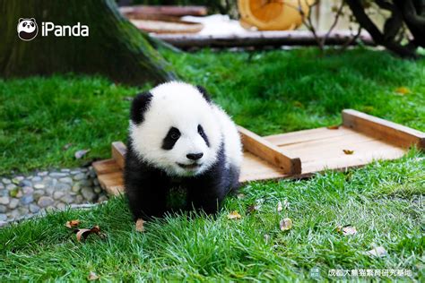 中新社：大熊猫宝宝“春生”和它的日籍饲养员_大众网