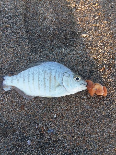 Bolsa Chica Wave Report