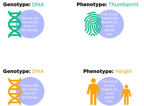 Image result for Phenotype Example