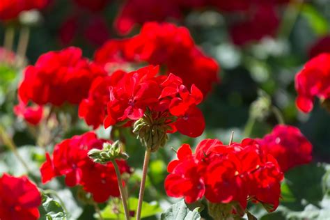 Geranium Care - How To Grow Geraniums | Gardening Know How