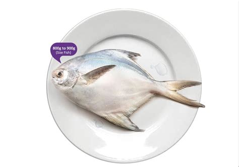 FreshToHome Silver Pomfret/Avoli | 1 Fish per Pack | Whole Uncleaned ...