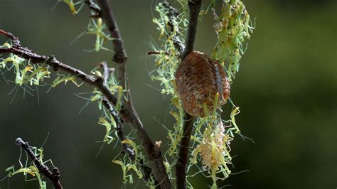 Praying Mantis Hatching USMANTIS Carolina Praying Mantis Egg Cases