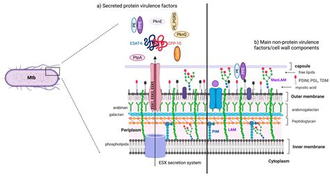 Virulence Factors of Mycobacterium tuberculosis as Modulators of Cell ...