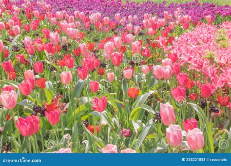 Colorful Tulips Blooming in Spring in the Famous Dutch Tulip Park ...