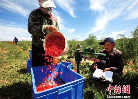 青海省农牧区人均年劳务增加至5675.6元_中国经济网——国家经济门户