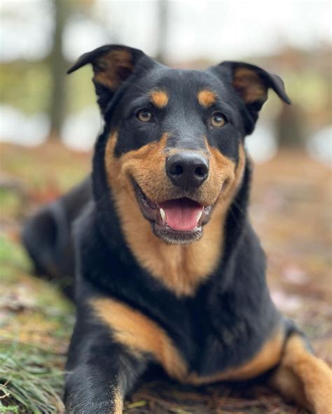 30 Adorable Rottweiler Mix Breeds (With Pictures) | Puplore